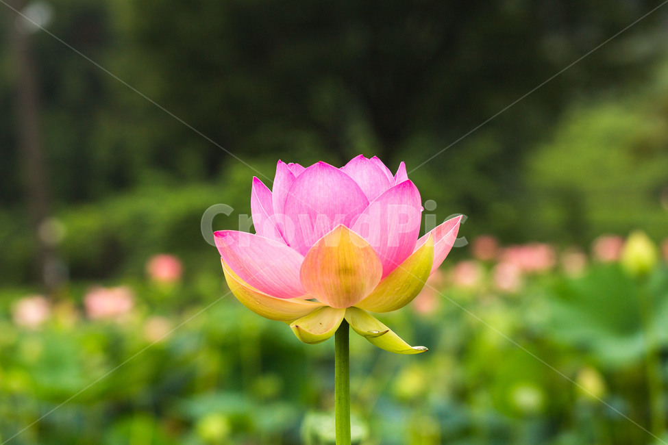 연꽃,봉선사,울미연,분홍,꽃,불교,심청이