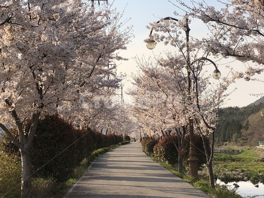 봄,산책,벚꽃나무,벚꽃,길,아름다움,자연,풍경,공원,포토,korea,여유,힐링,봄,계절,spring,season,plant,식물