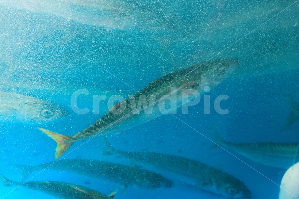 고등어,물고기,등푸른생선,Fish,Water,Rainbow,Blue,동물,animal,어류,물고기,fish