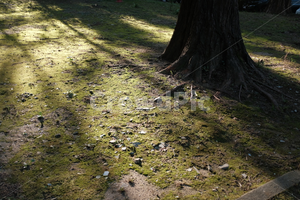 바닥,나무,나무뿌리,나무밑둥,그림자,자연,풍경,nature,landscape,plant,식물