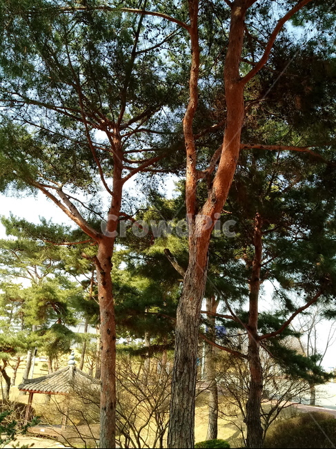 나무,나무가지,나무줄기,식물,treetrunk,plant,tree,outdoors,자연,소나무,적송