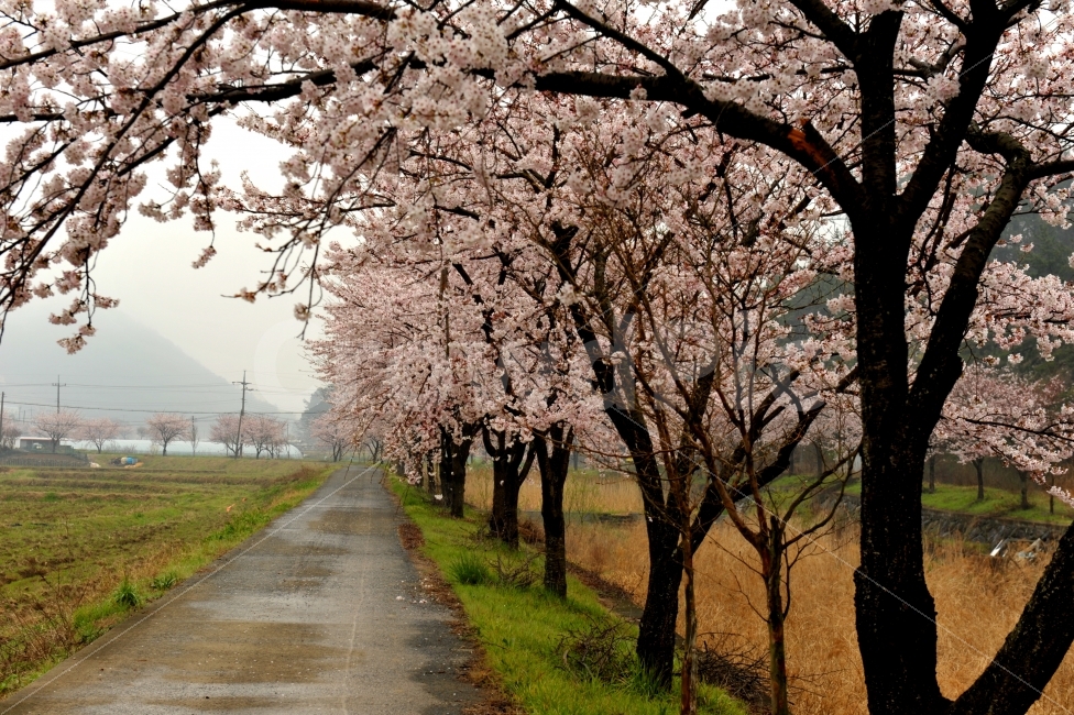 여행,힐링,봄,벚꽃,걷고싶은길,봄,계절,spring,season,자연,풍경,nature,landscape,한국자연풍경,한국자연경관,korea nature landscape,식물,plants,꽃,flower,나무,trees,wood,plant,blossom