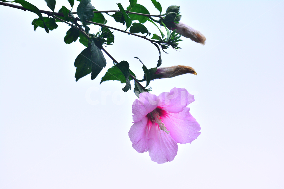 무궁화,나라꽃,우리나라꽃,국화,nationalflower,mugunghwa,roseofsharon,hibiscus,plant,blossom,flowers,꽃,식물,나무꽃,분홍색,핑크색,여름꽃,아름다움,꽃잎,꽃송이,잎사귀,배경,바탕,백그라운드,background