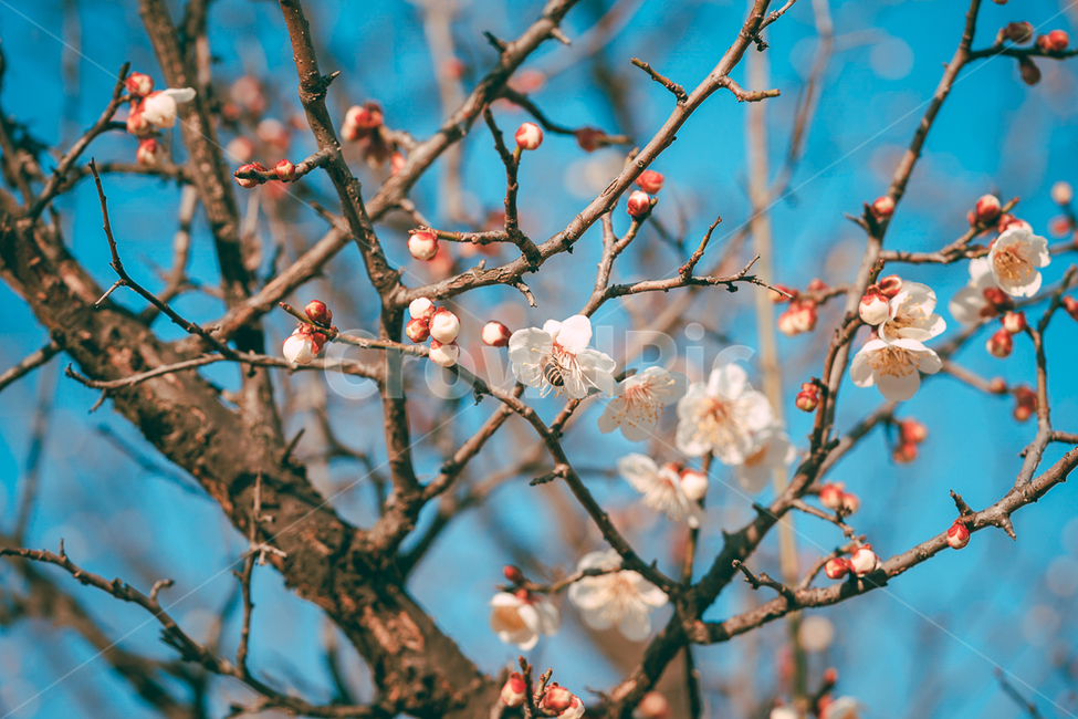 plant,식물,꽃,나무,매화,봄,식물,자연,plants,nature,꽃,flower