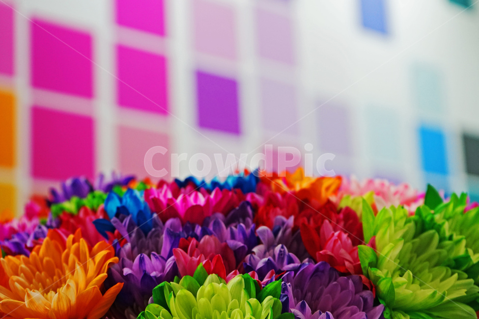 꽃,식물,color,색상,plant,식물,자연,plants,nature,꽃,flower