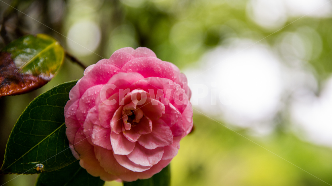blossom,꽃,flower,plant,식물,식물,자연,plants,nature,꽃,flower
