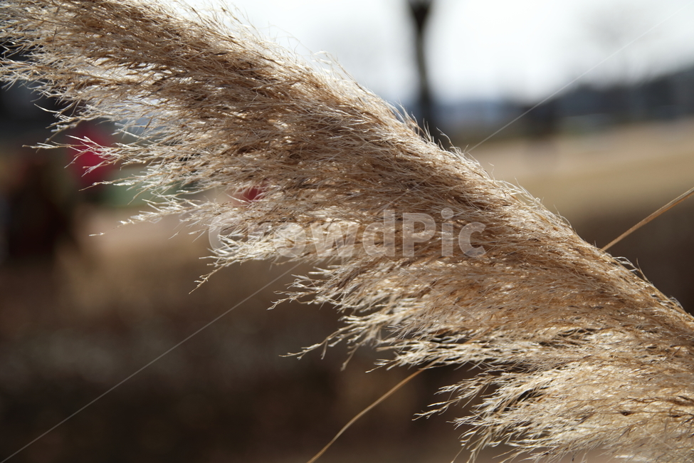 갈대,수경식물,갈색,가을,바람,가을,계절,fall,autumn,season,식물,자연,plants,nature,plant,grass,잔디,lawn,reed