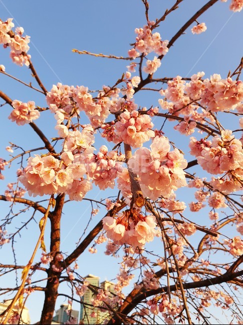보라매공원,수양벚꽃,벚꽃,꽃구경,맑은날씨,봄,계절,spring,season,식물,자연,plants,nature,꽃,flower,plant,blossom