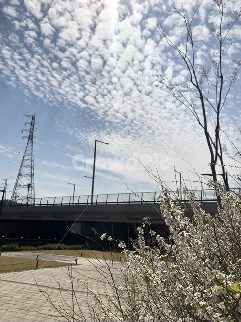 road,도로,하늘,sky,wildflower,flower,꽃,들꽃,구름,cloud