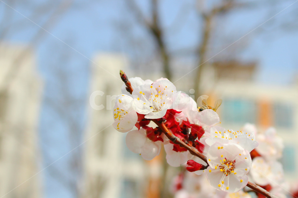 감성사진,봄,풍경사진,매화,꽃,하늘,자연,풍경,daily,flower,pink,spring,봄,계절,spring,season,식물,자연,plants,nature,꽃,flower,plant