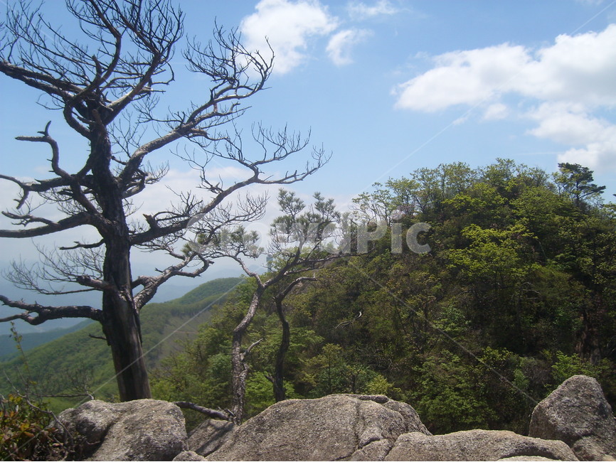 가리산,휴양림,자연,홍천,나무,자연,풍경,nature,landscape,식물,plants,나무,trees,wood,tree,plant