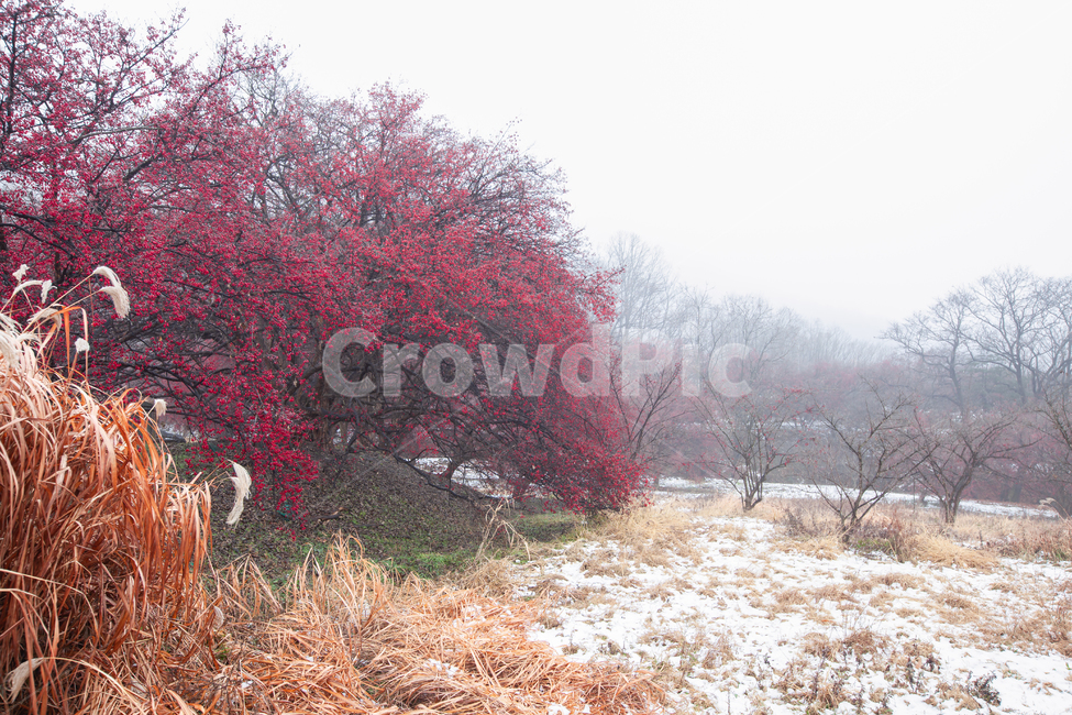 풍경,식물,산수유,마을,눈,겨울,열매,산수유열매,산수유마을,시골,농촌,나무,산수유나무,이천,재배,경작,전원,아침,눈내린,농촌마을,시골마을,붉은열매,새벽,야외,옥외,plant,tree,winter,snow
