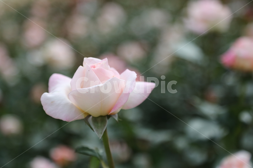 올림픽공원,장미정원,장미,꽃,여름,공원,정원,식물,자연,plants,nature,꽃,flower