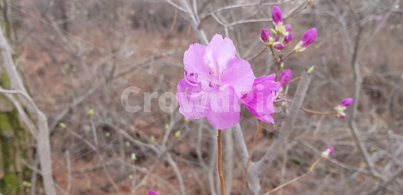 geranium,제라늄,blossom,식물,plant,꽃,flower,진달래