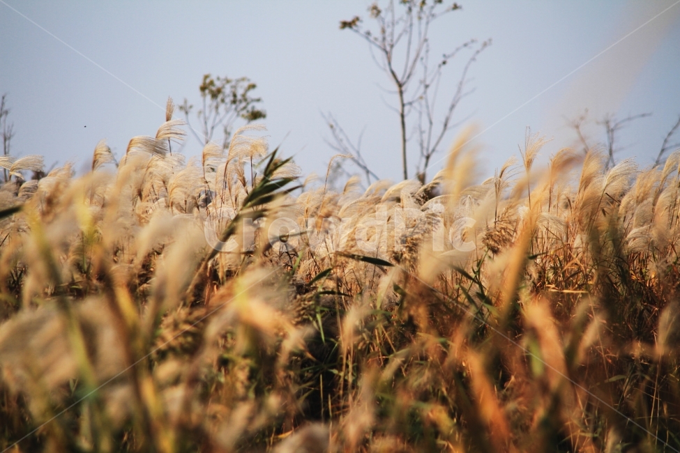자연,부산,노을,저녁,가을,갈대,reed,natural,busan,sunset,evening,autumn,fall,대한민국,한국,korea,RepublicofKorea,가을,계절,fall,autumn,season,식물,자연,plants,nature,grass,잔디,plant