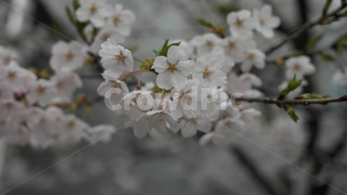 봄,벚꽃,꽃,자연,이쁜,nature,flower,식물,자연,plants,nature,꽃,flower