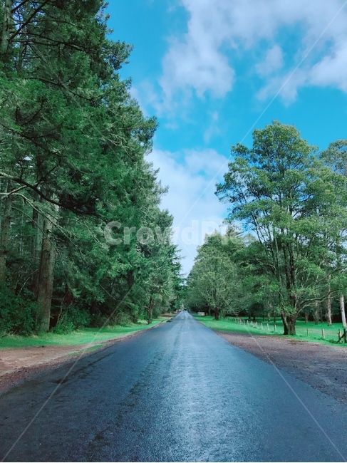 길,나무,숲속,평탄,아스팔트,도로,road,asphalt,tarmac,맑음,초록,직진,일직선,tree,끝,호주,australia,하늘,파란,비온뒤,공기,외길