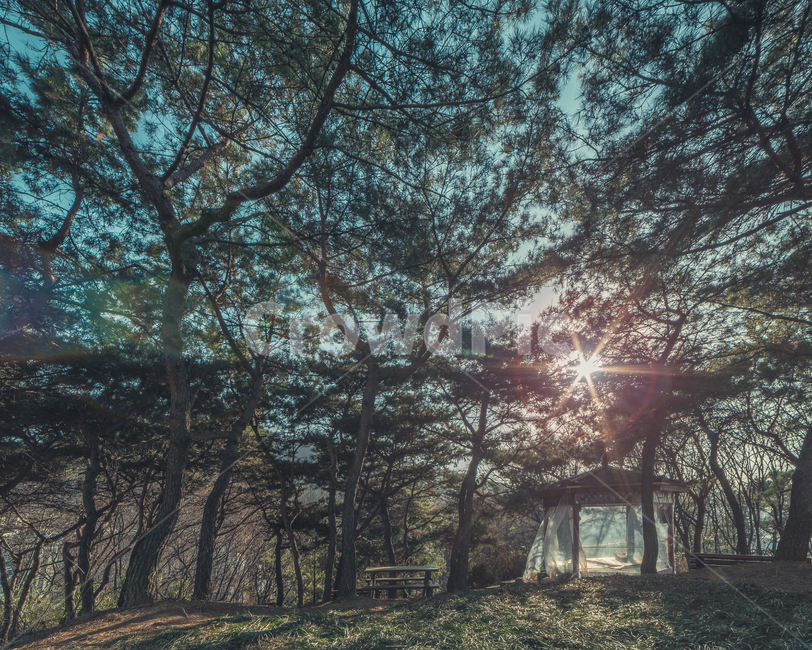 풍경,숲,벤치,landscape,forest,bench,자연,풍경,nature,landscape,tree,나무,plant,식물