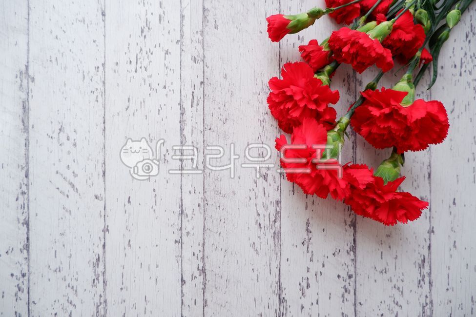 카네이션,꽃,봄꽃,꽃다발,선물,꽃선물,어버이날,스승의날,부케,가정의달,꽃배경,목재,빨간색,생화,플라워,flower,mothersday,carnation,redcarnation,floal,wood,woodentable,natural,bouguet