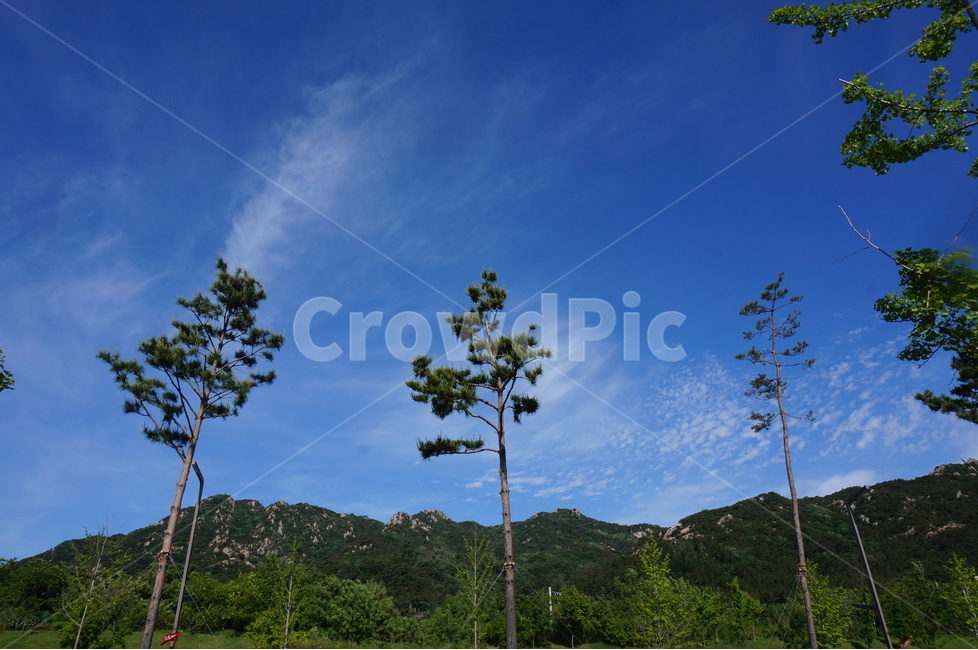 나무,파랑하늘,봄,맑음,풍경,자연,자연,풍경,nature,landscape,한국자연풍경,한국자연경관,korea nature landscape,식물,plants,나무,trees,wood,adventure,모험,leisure activities,레저 활동