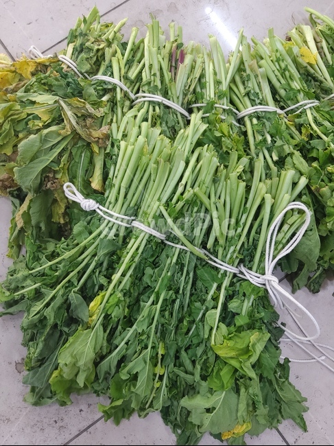 식물,plant,무청,시래기,음식,채소,야채,vegetables