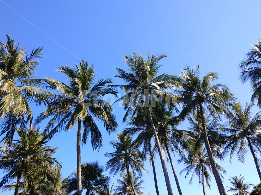 야자수,나무,하늘,휴양,동남아,palmtree,resort,tourist,nature,식물,자연,plants,nature,나무,trees,wood