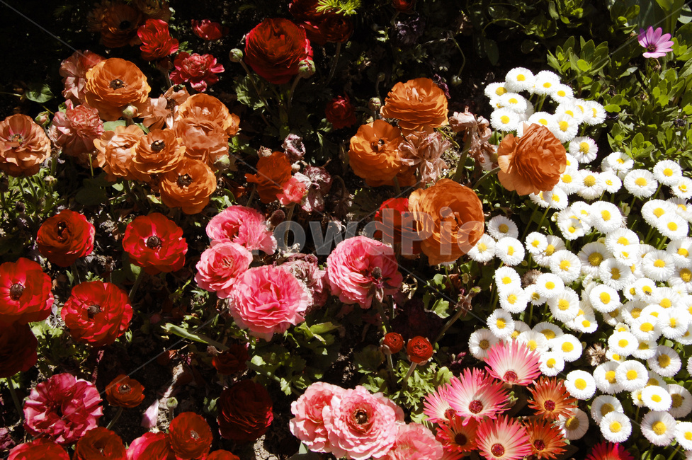 plant,식물,blossom,꽃,flower,rose,장미,식물,자연,plants,nature,꽃,flower