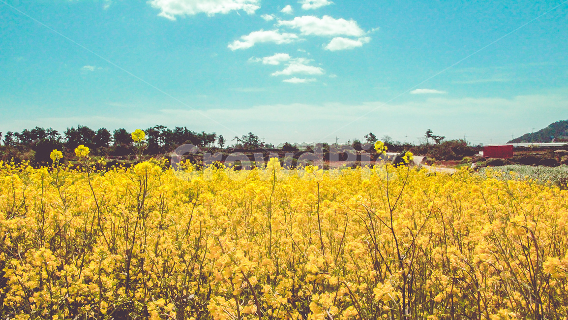 유체꽃,하늘,유채꽃밭,제주도,꽃,봄,계절,spring,season,field,들,grassland,목초지,outdoors,옥외,nature,자연