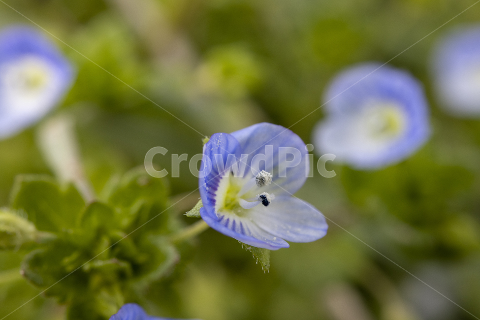 큰개불알풀,flower,꽃,plant,식물,녹색잎