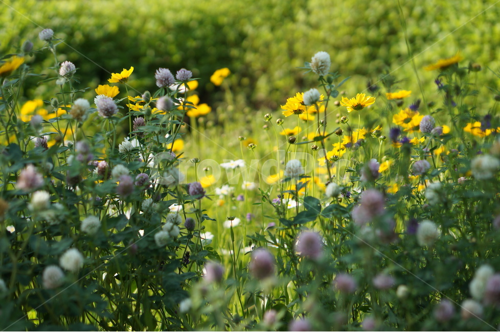 금계국,봄,노랑,풍경,꽃,봄,계절,spring,season,식물,자연,plants,nature,꽃,flower,field,들,outdoors,옥외,grassland,목초지