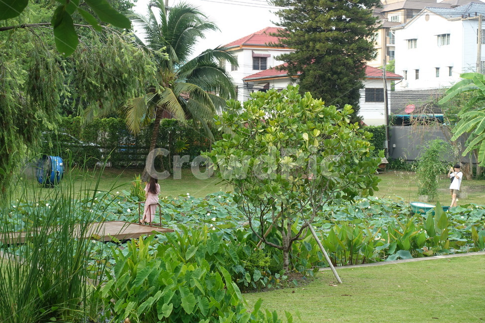 garden,정원,outdoor,옥외,green,greenery,숲,울창함,숲속,광활한,대지,야외카페,자연,식물,가든,야외,pond,lotus,연꽃,연못,연꽃연못,정자,arbour,person,사람,human,인간,커플,couple