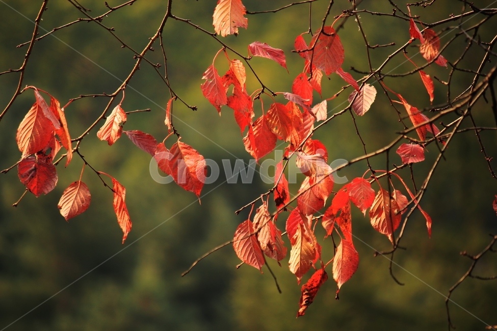 나뭇잎,가을,붉은색,나뭇가지,마지막잎새,가을,계절,fall,autumn,season,식물,자연,plants,nature,leaf,잎,plant,tree,나무
