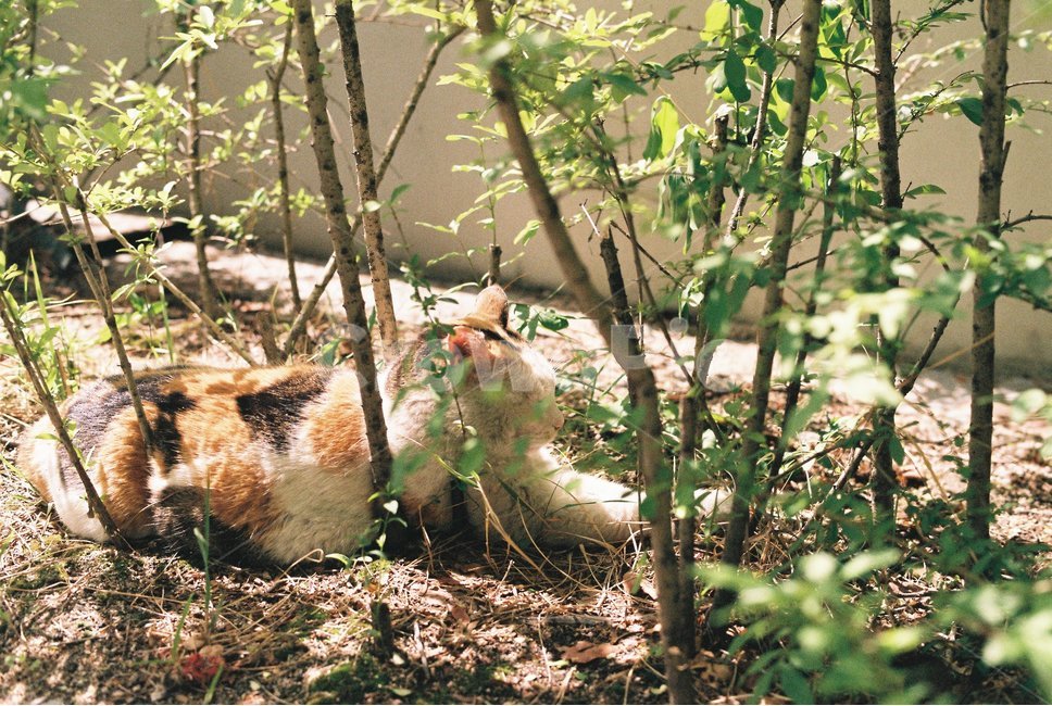 고양이,cat,길고양이,동물,휴식
