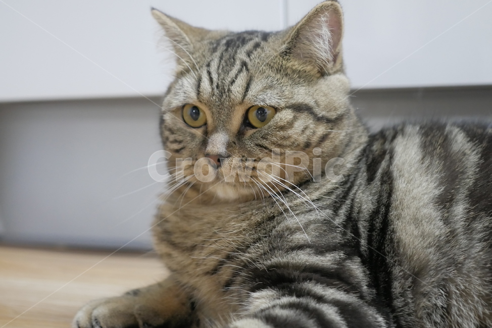 고양이,개냥이,동물,표정,얼굴,귀여운,동물,animal,포유류,mammal,고양이,cat,kitten,kitty
