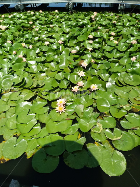 수련,다년생초본식물,수생식물,이판화,쌍자엽식물,자우련,waterlily