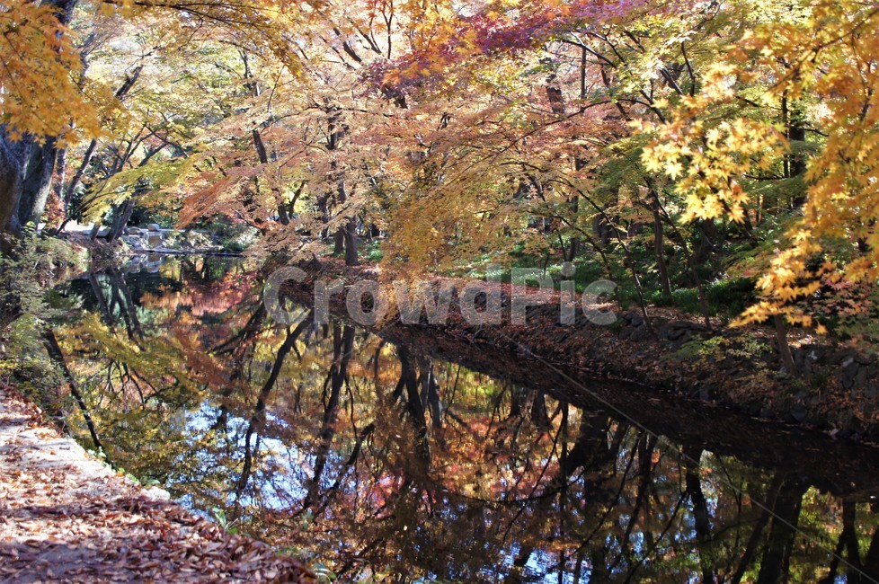 가을,단풍,나무,자연,식물,계곡물,그림자,감성,자연풍경,풍경,trees,nature,autumn,season,emotion,가을,계절,fall,autumn,season,tree,plant,tree trunk,나무 줄기,leaf,잎
