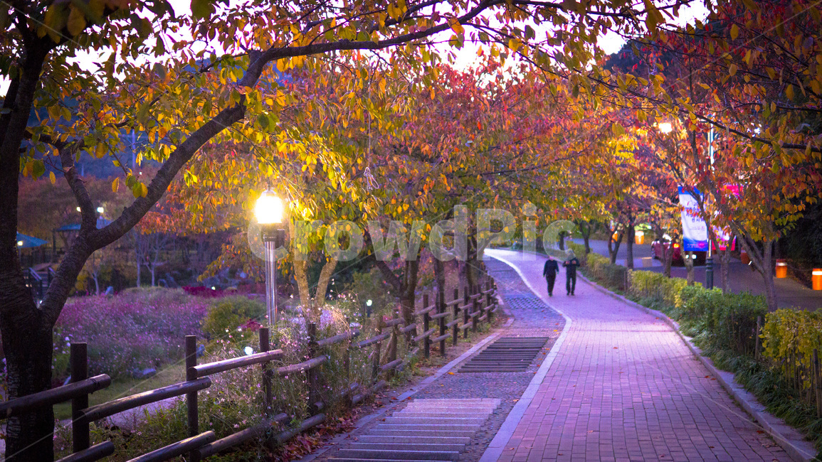 nature,길,가을,저녁,landscape,light,꽃길,자연,풍경,경치,가을,계절,fall,autumn,season,자연,풍경,nature,landscape,야경,밤,nightscape,night,사람,인물,인간,human,person,path,통로,outdoors,옥외,garden,정원,arbour,정자