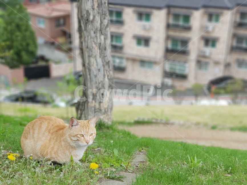 길냥이,민들레,고양이,식빵굽는고양이,동물,동물,animal,포유류,mammal,고양이,cat,kitten,kitty