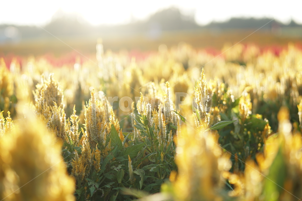 꽃,제주,라벤더,역광,보롬왓,자연,풍경,nature,landscape,plant,식물