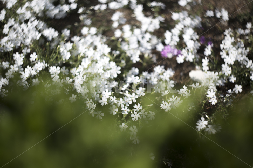봄,꽃,튤립,꽃잎,분위기,감성,푸름,잎,봄,계절,spring,season,식물,자연,plants,nature,꽃,flower,plant