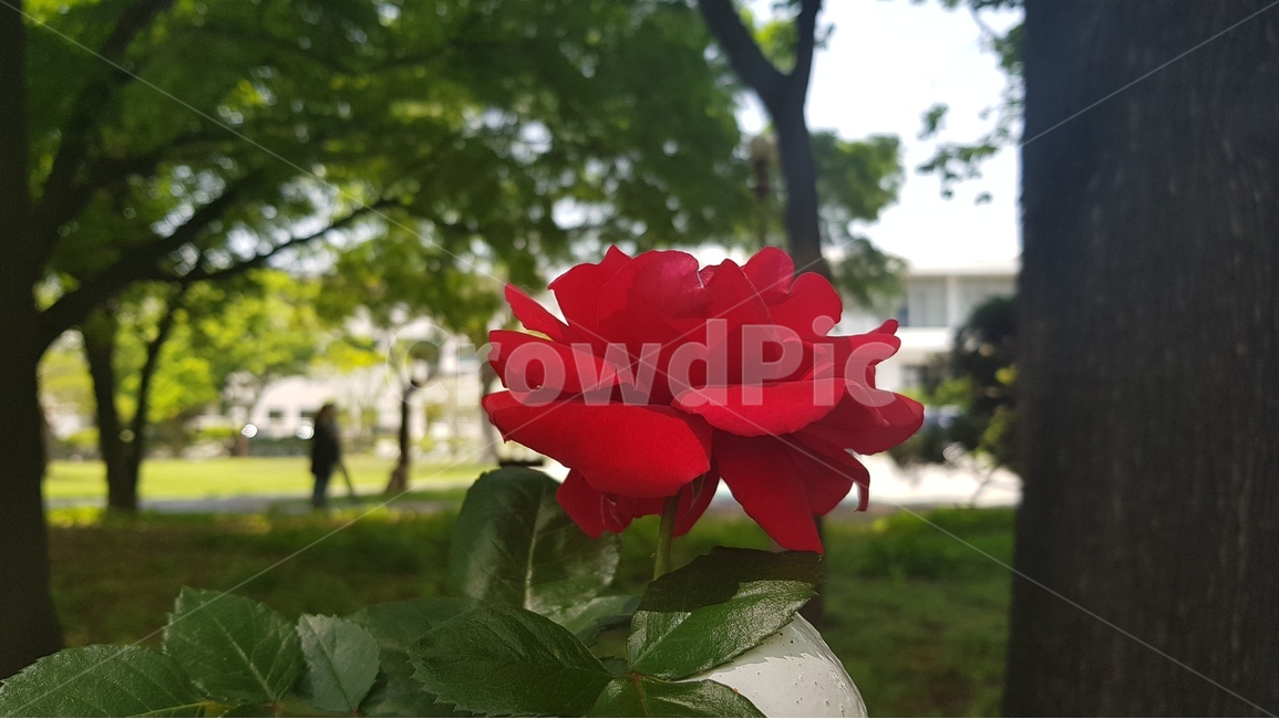 장미,5월,붉은장미,나무,꽃,식물,자연,plants,nature,꽃,flower