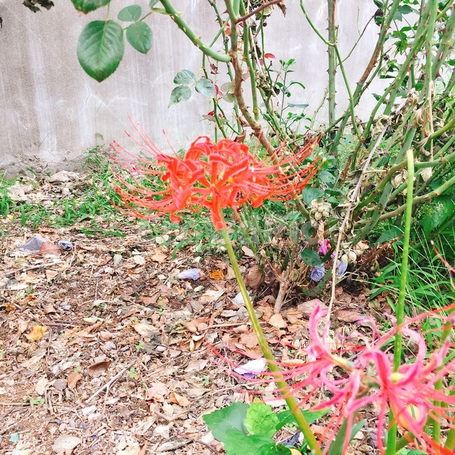 꽃,들꽃,석산,식물,빨강색,식물,자연,plants,nature,꽃,flower