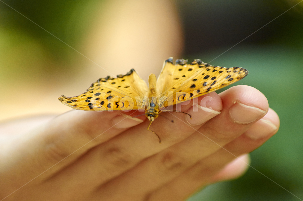 나비,남해나비박물관,호랑나비,곤충,망원렌즈,보케,동물,animal,곤충,벌레,insect,bug