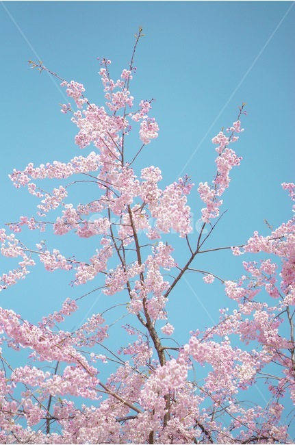 수양벚꽃,봄,핑크,맑음,풍경,봄,계절,spring,season,식물,자연,plants,nature,꽃,flower,나무,trees,wood,색깔,색상,색채,색감,color sense,color sensitivity,feeling of color,plant,blossom