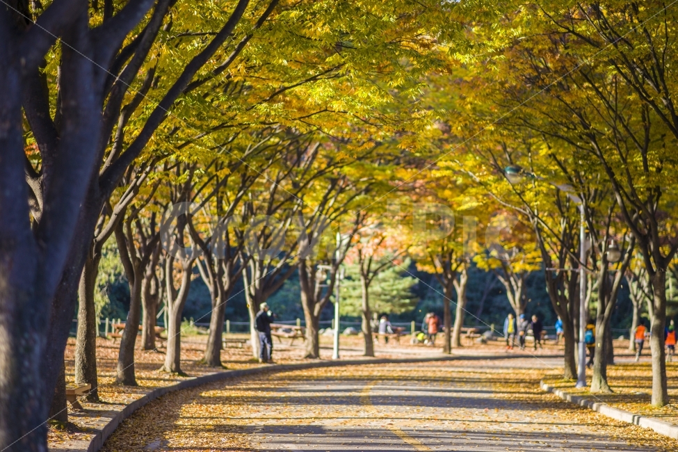 가을,단풍,낙옆,풍경,감성,여행,스냅,가을풍경,인천대공원,자연,풍경,nature,landscape,가을,계절,fall,autumn,season,tree,나무,plant,식물,tree trunk,나무 줄기