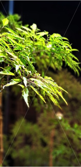 자연,식물,나무,빛,초록,어둠,불빛,nature,green,식물,자연,plants,nature