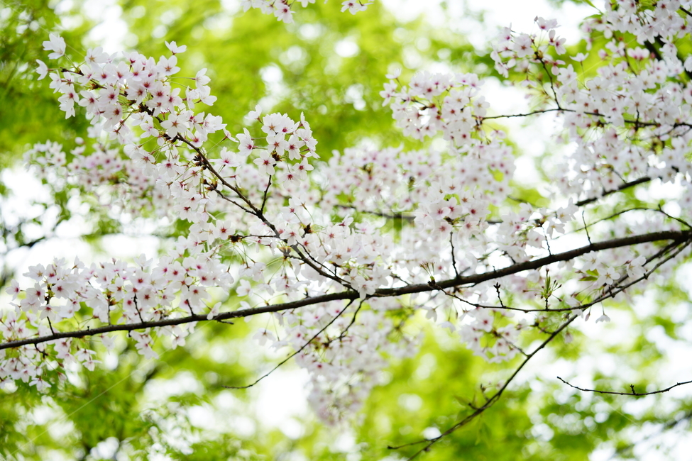 벚꽃,봄,하얀벚꽃,spring,cherryblossom,봄,계절,spring,season,식물,자연,plants,nature,꽃,flower,plant