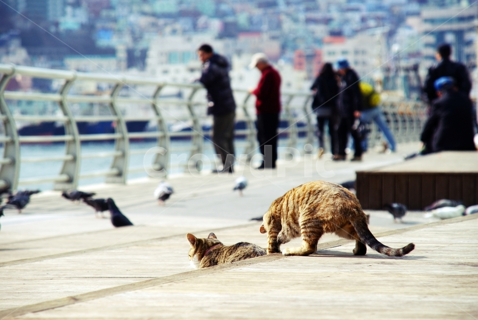 갈매기,고양이,사냥,seagull,cat,바닷가,어시장,준비,ready,살금살금,동물,animal,포유류,mammal,고양이,cat,kitten,kitty