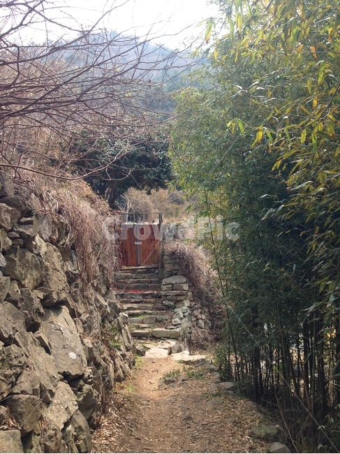 봄꽃,벚꽃,비진도,숲속길,꽃길,한옥,자연,풍경,nature,landscape