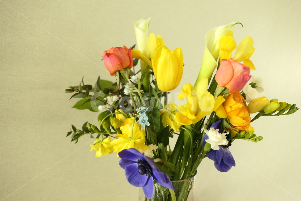 꽃다발,꽃꽂이,봄꽃,노란꽃,분홍꽃,꽃,flower,실내용화초,화분,화초,house plant